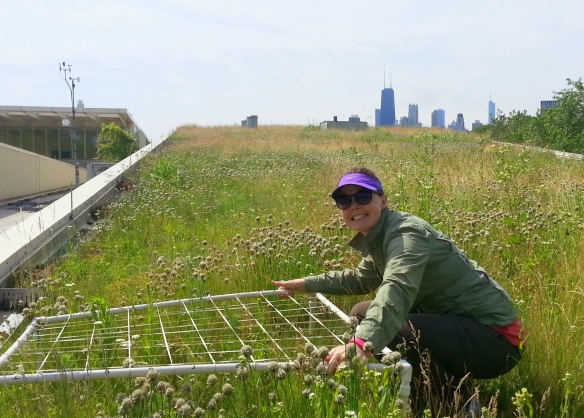 My green roof plots are starting to look like shortgrass prairies! I'll keep measuring them with my big 100-square grid.