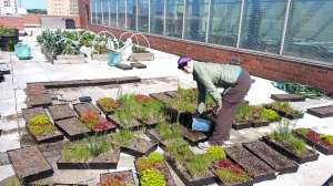 I add the same amount of water to all my green roof trays when I measure their transpiration rate. 