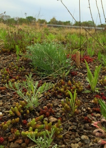 The native plants on the green roofs are still small but looking pretty good!