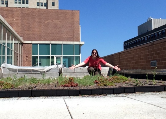 The experimental green roof trays at Loyola University are looking good!
