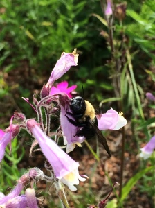 I was as busy as a bee in June. Just like this carpenter bee I saw on one of my green roofs. It's too big to get in this flower's opening so the bee is actually poking holes in the flower with it's mouth to drink the nectar. So smart!