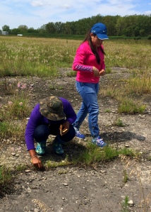 Interns from the Chicago Botanic Garden help me collect leaf samples from the natural prairie population.