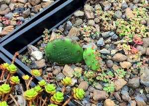 As I take a last look at my green roof plots this fall, I make a note of any new growth. This little native cactus started off with just one pad (the one on the left) and now it has two. Good luck over the winter little guy!