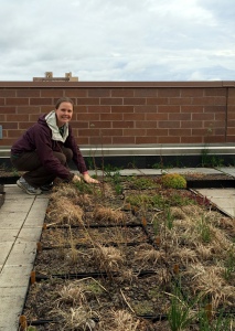 It's fall on the green roofs. The plants aren't dead, they're just beginning to go dormant for the winter. 