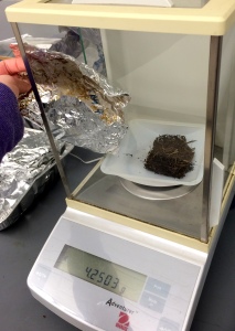 I weigh the dried plant tissue to determine how "weedy" my different treatments are. 