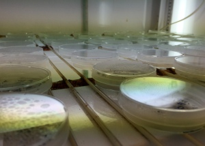 Tiny seeds on agar plates experience simulated spring in an incubator. 