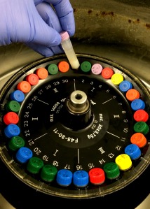 I spin the small tubes filled with DNA and chemicals in a centrifuge to separate the layers and help purify the DNA